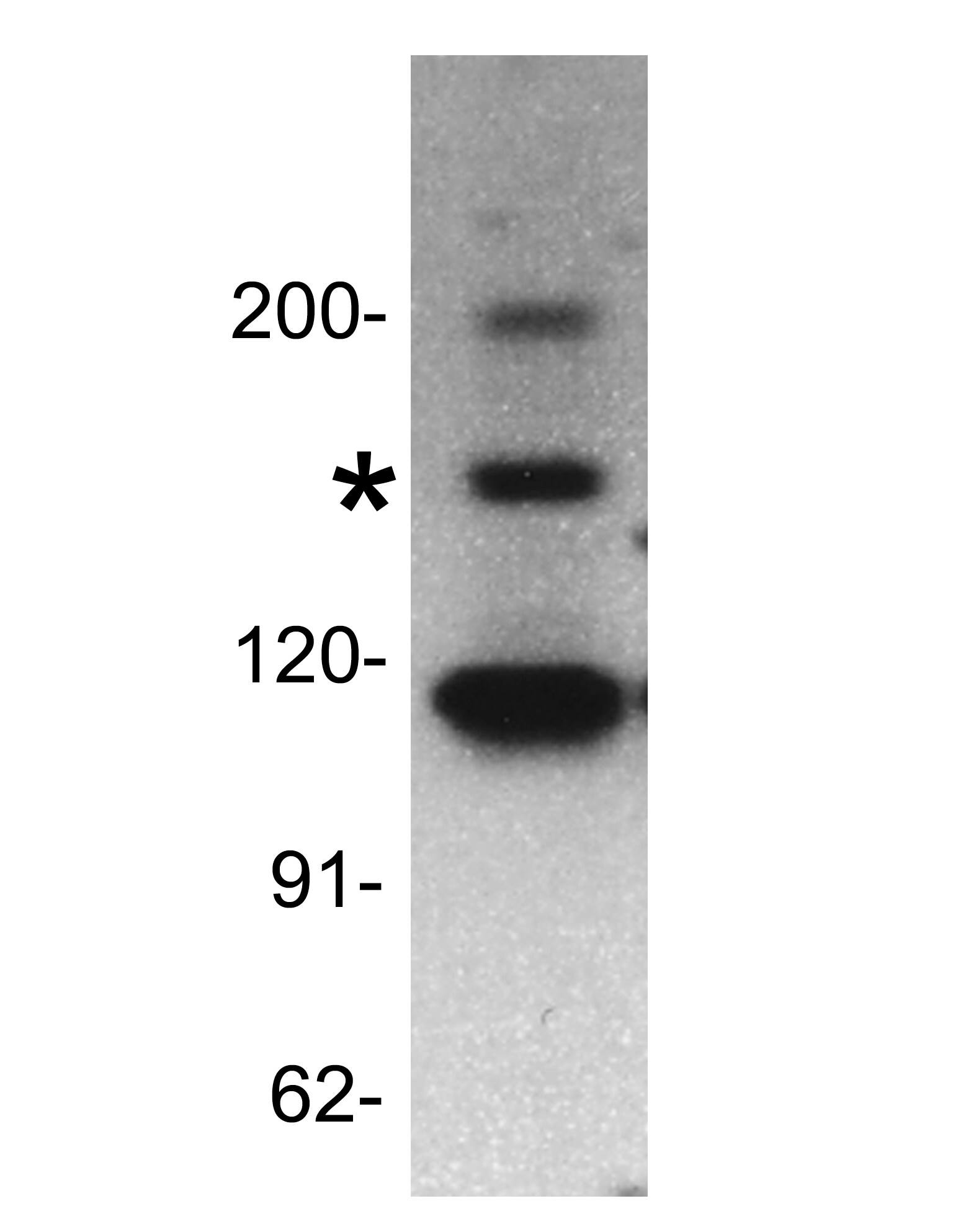 KMT2A/MLL Antibody - BSA Free NB600-248