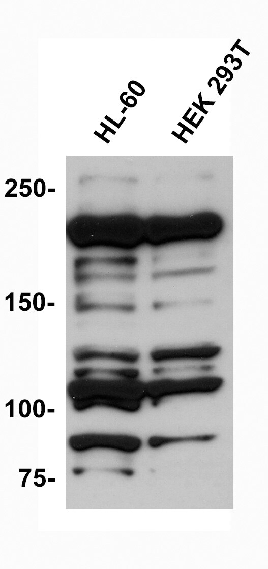 KMT2A/MLL Antibody - BSA Free NB600-256