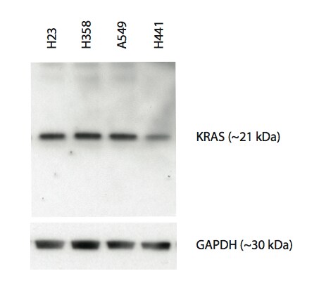 KRAS Antibody (3B10-2F2) - Azide and BSA Free H00003845-M01
