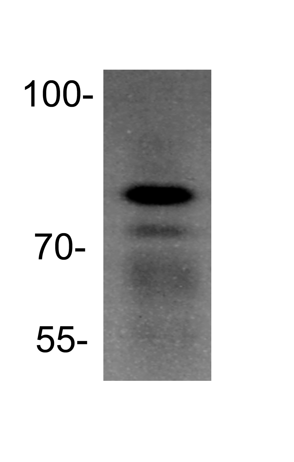 Ku80/XRCC5 Antibody - BSA Free NBP1-56408