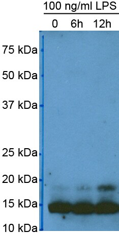 LC3B Antibody - BSA Free NB100-2220