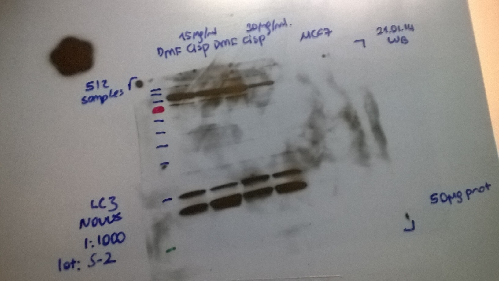 LC3A Antibody - BSA Free NB100-2331