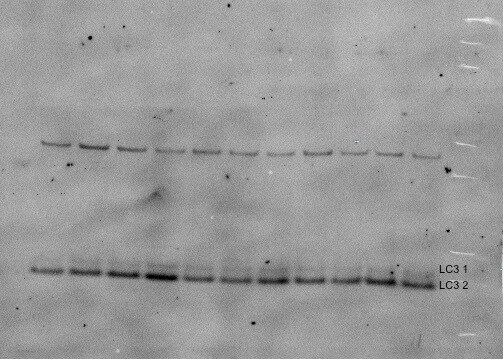 LC3B Antibody - BSA Free NB100-2220