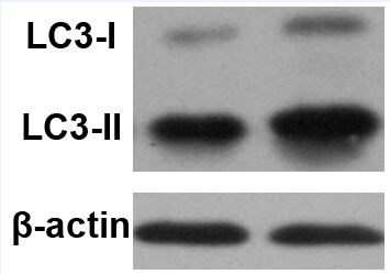 LC3A Antibody - BSA Free NBP1-19167