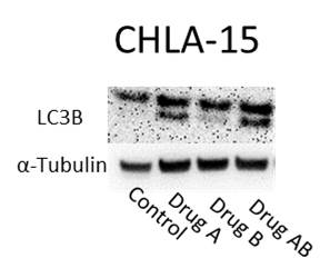 LC3B Antibody - BSA Free NB600-1384