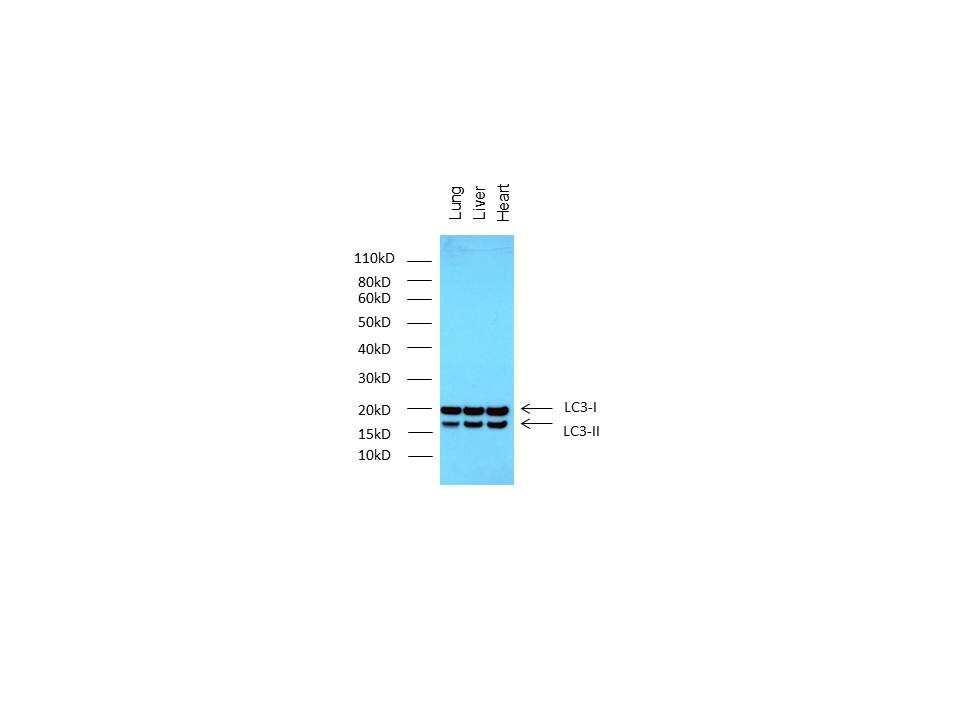 LC3B Antibody - BSA Free NB100-2220