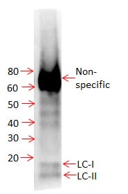 LC3B Antibody - BSA Free NB600-1384