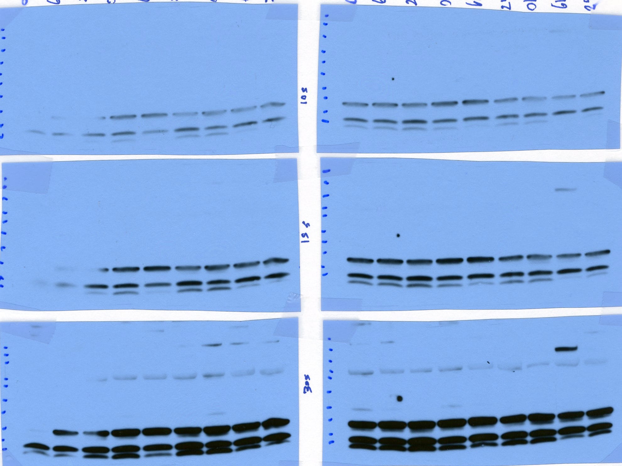 LC3B Antibody (1251A) - BSA Free NBP2-46892