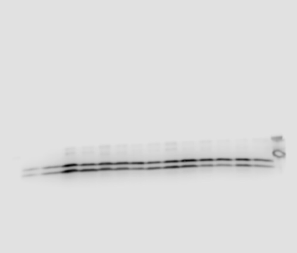 LC3B Antibody (1251A) - BSA Free NBP2-46892