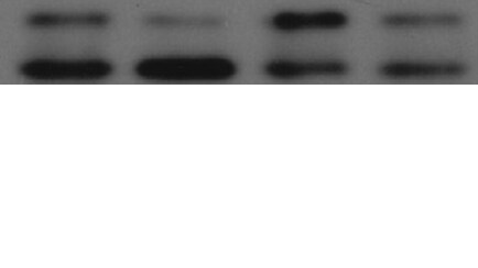 LC3B Antibody - BSA Free NB600-1384