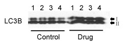 LC3B Antibody - BSA Free NB600-1384