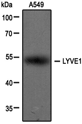 LYVE-1 Antibody - BSA Free NB100-725