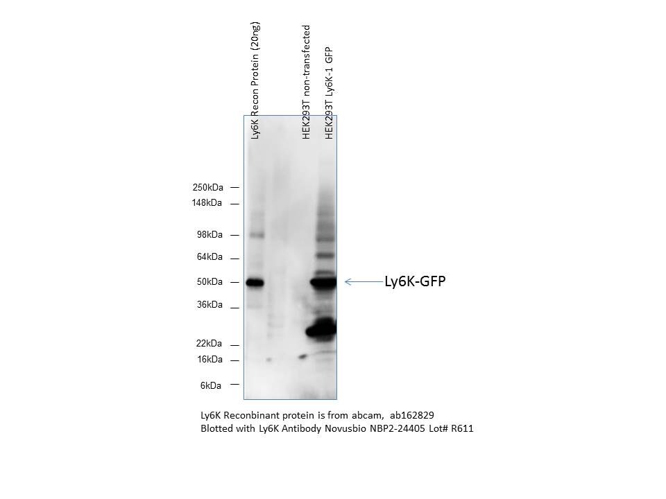Ly6K Antibody - BSA Free NBP2-24405