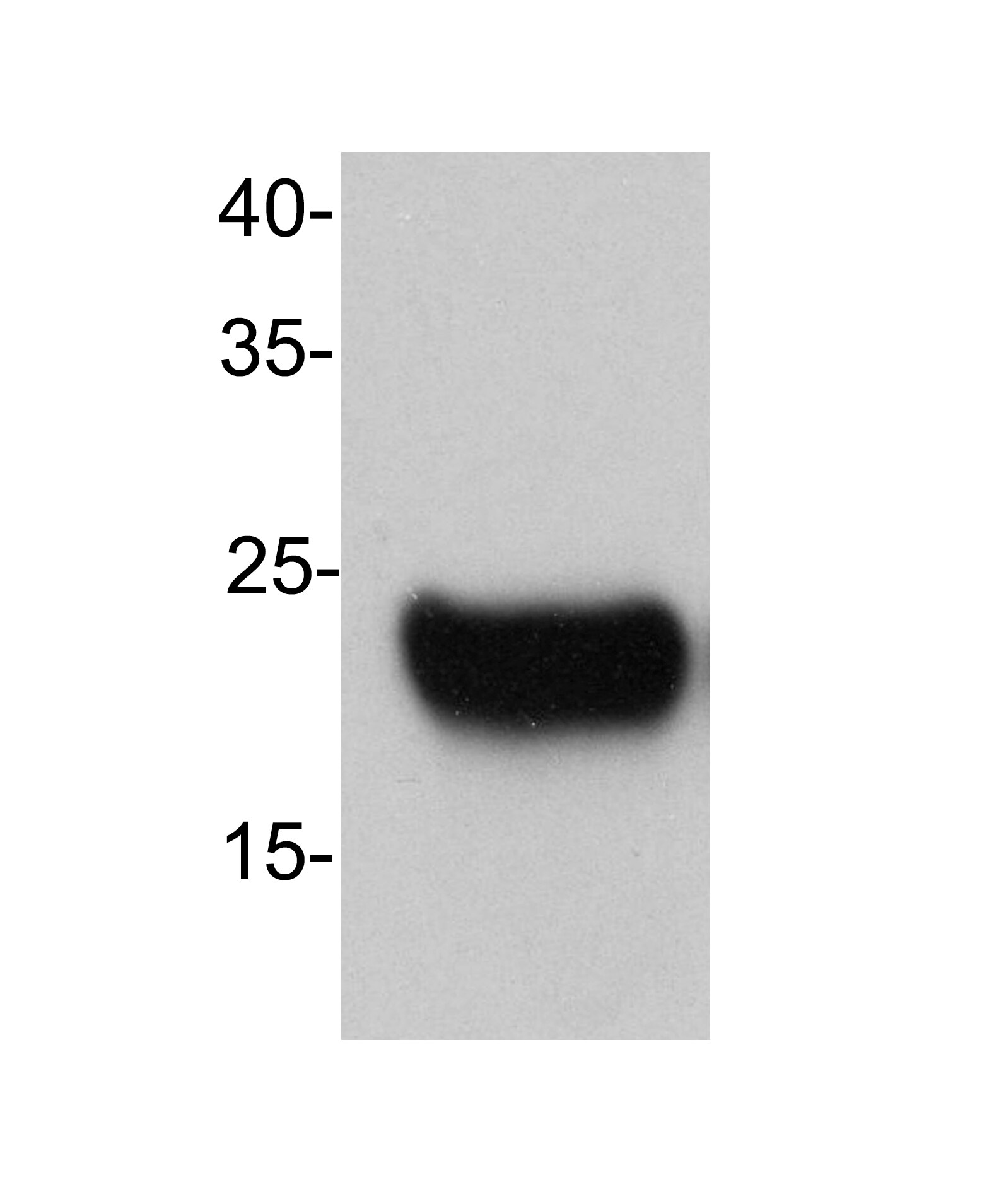 MAD2L2 Antibody - Azide and BSA Free H00010459-D01P