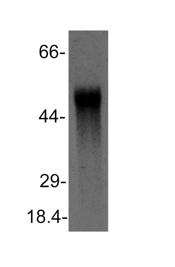 MAT1/2A Antibody [HRP] NB110-94162H