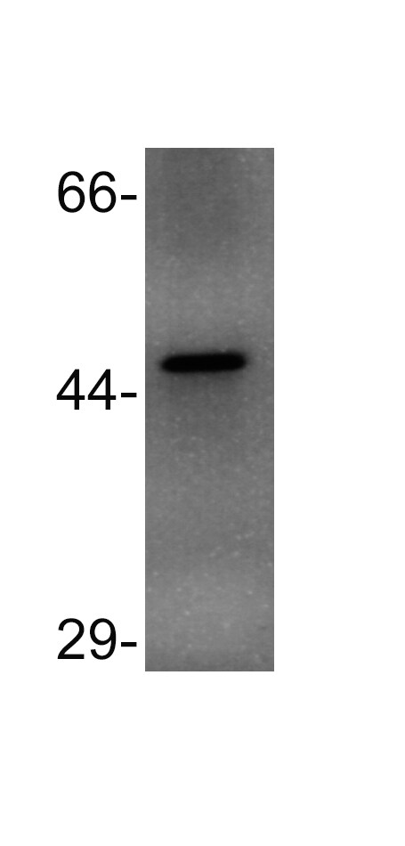 MAT1/2A Antibody - BSA Free NB110-94162