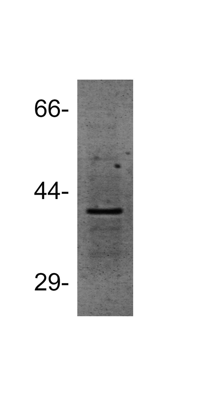 MAT2B Antibody - BSA Free NBP1-82797