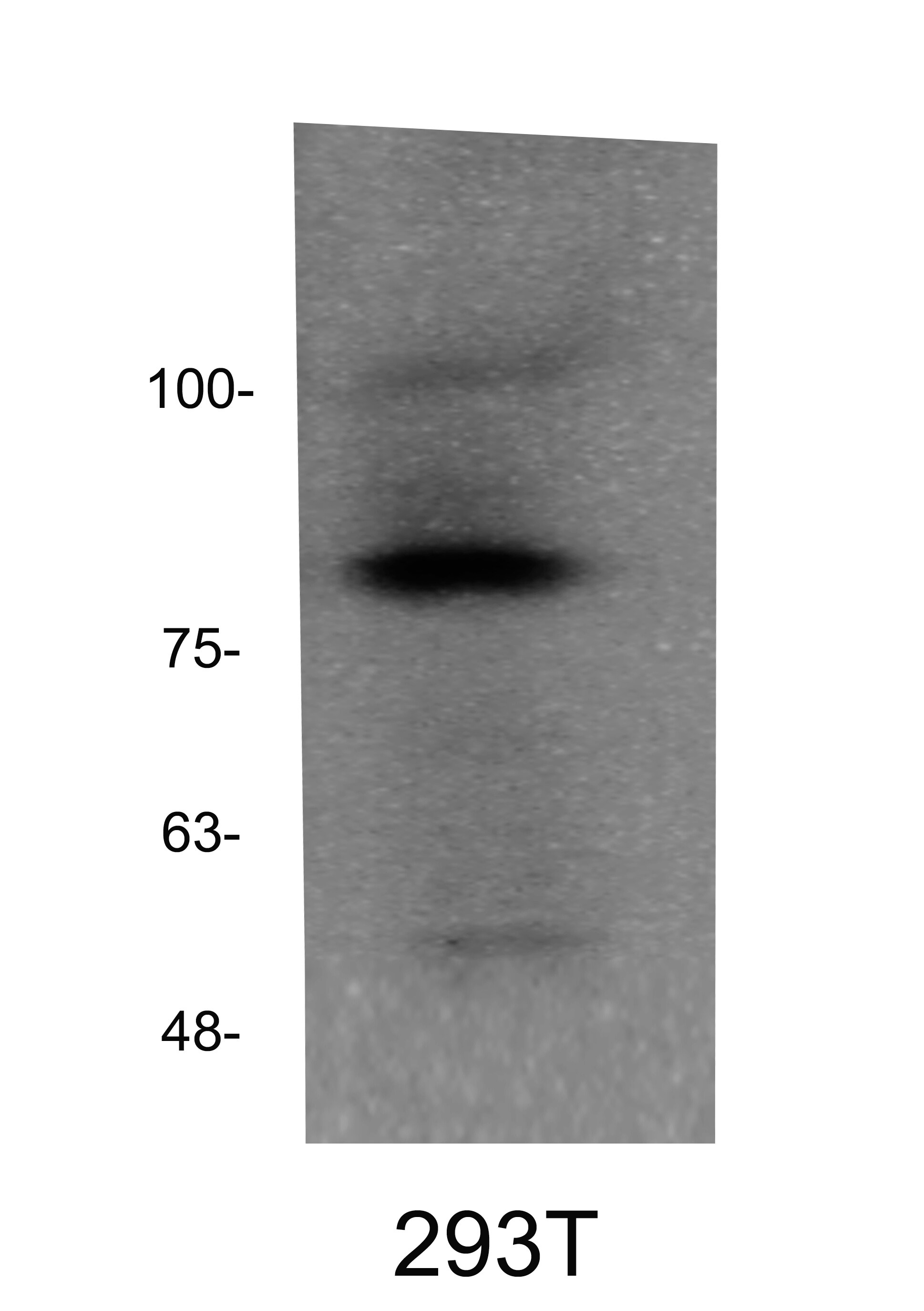 MDM1 Antibody - BSA Free NBP1-85839