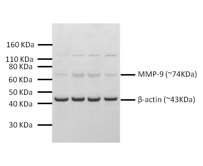 MMP-9 Antibody - BSA Free NBP1-57940