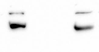 MMP-9 Antibody (4A3) - BSA Free NBP2-13173