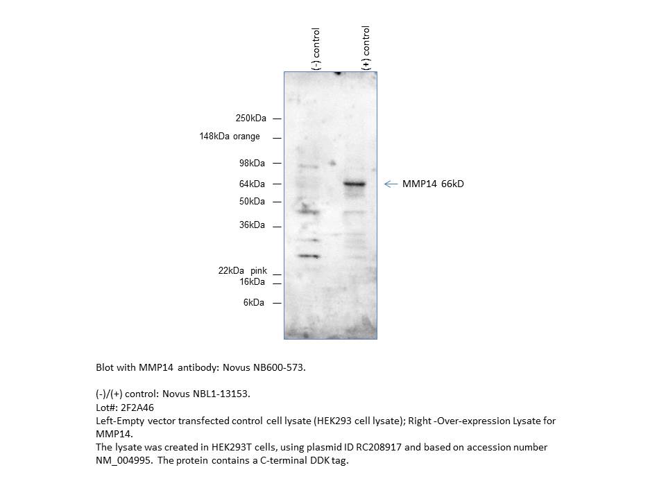 MMP-14/MT1-MMP Overexpression Lysate NBL1-13153