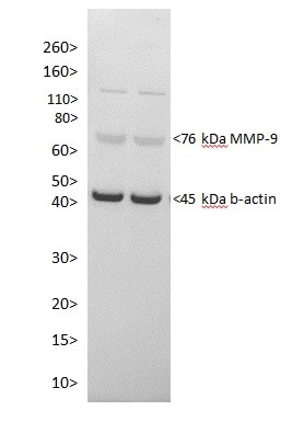 MMP-9 Antibody - BSA Free NBP1-57940