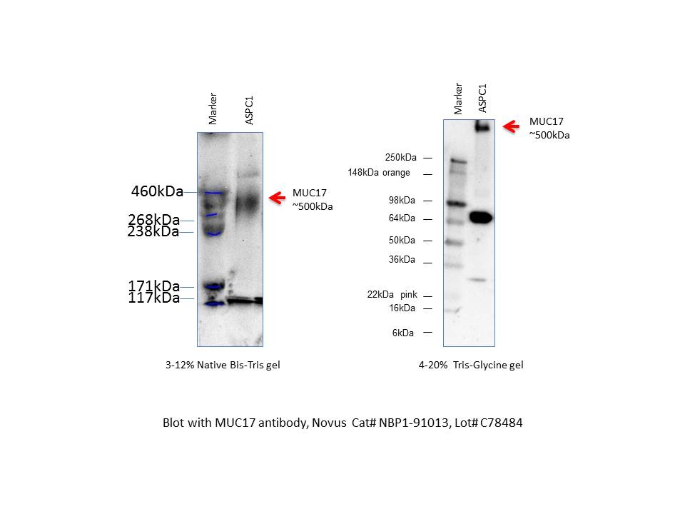 MUC17 Antibody - BSA Free NBP1-91013