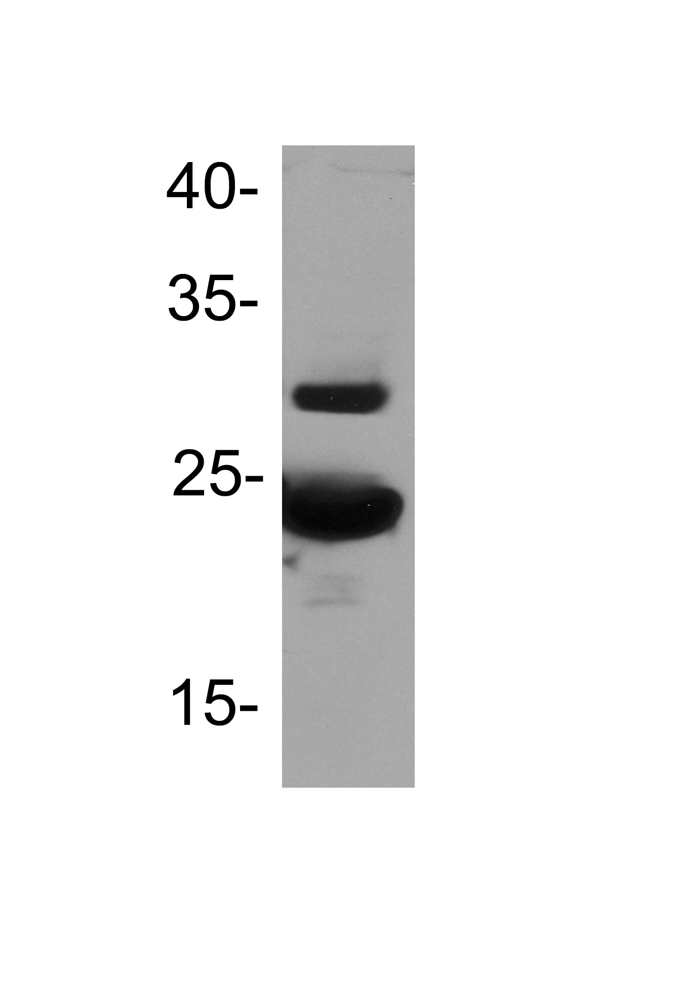 MAD2L1 Antibody - BSA Free NB100-563