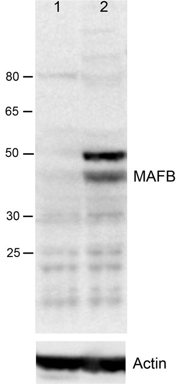 MafB Antibody - BSA Free NBP1-81342