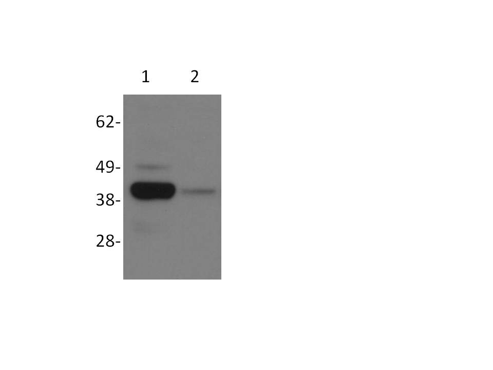 Mcl-1 Antibody - BSA Free NB100-56146