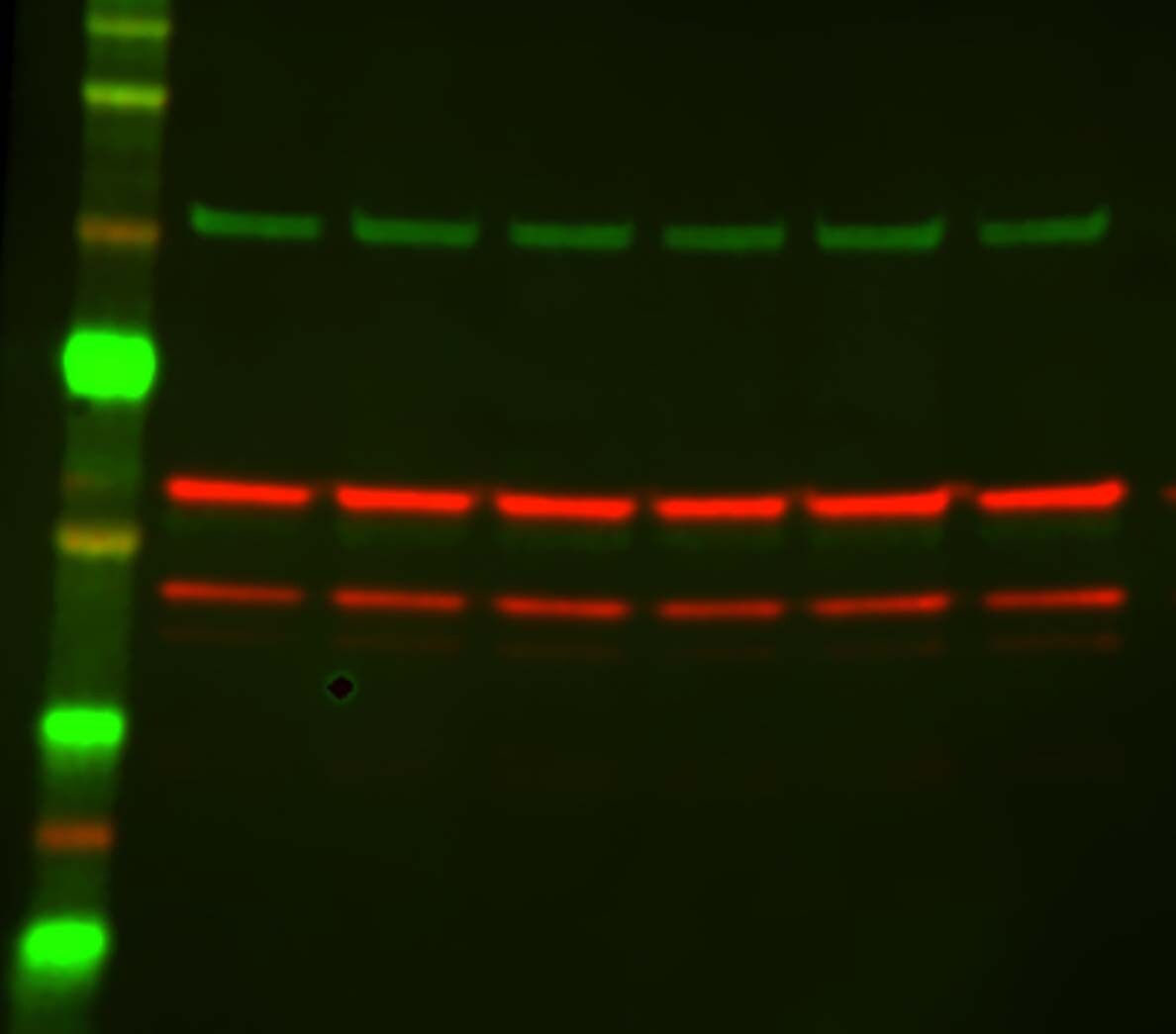 Mitofilin Antibody - BSA Free NB100-1919