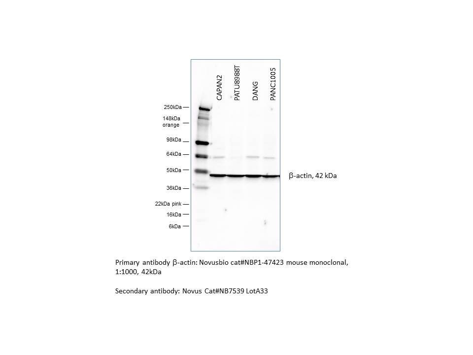 Goat anti-Mouse IgG (H+L) Secondary Antibody [HRP] NB7539