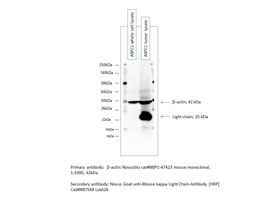 Goat anti-Mouse Kappa Light Chain Secondary Antibody [HRP] NB7549
