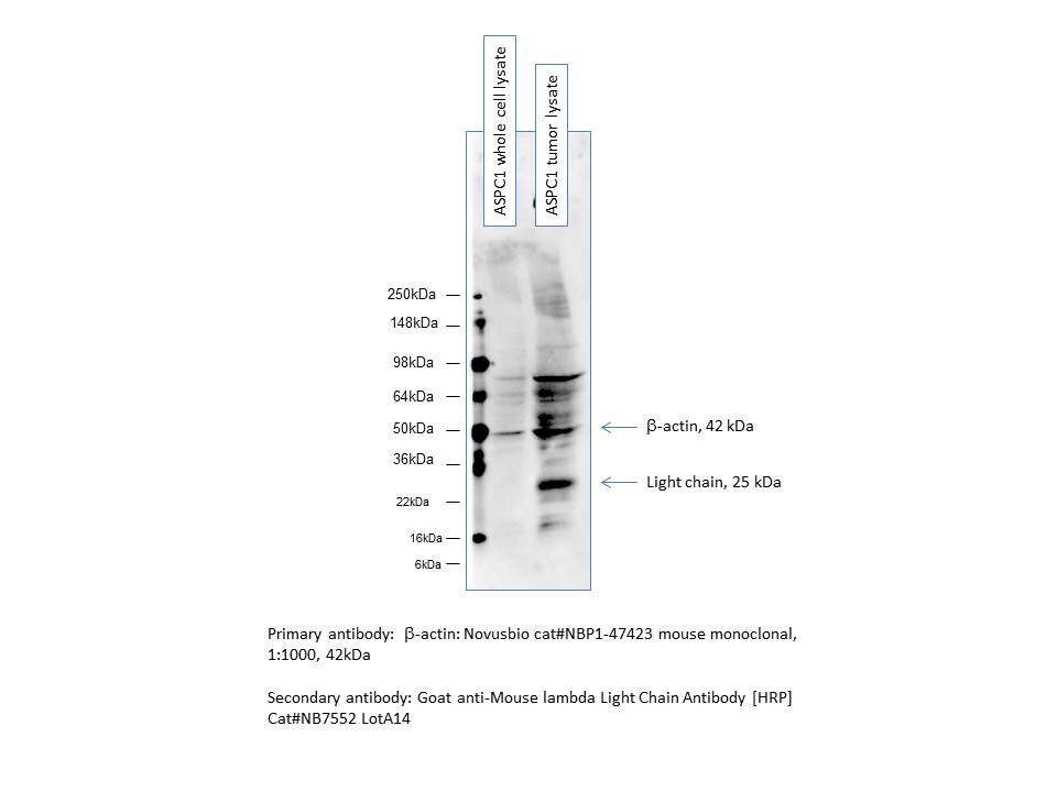 Goat anti-Mouse Lambda Light Chain Secondary Antibody [HRP] NB7552