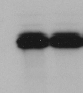 Goat anti-Mouse IgG Fc Secondary Antibody [HRP] NB7561