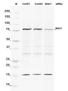 Mre11 Antibody - BSA Free NB100-142