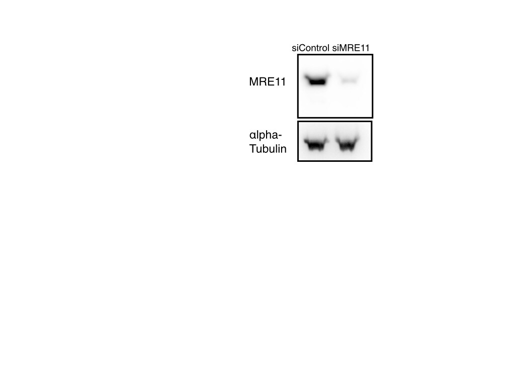 Mre11 Antibody (12D7) - Azide and BSA Free NB100-473