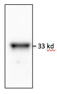 MyD88 Antibody (4D6) - BSA Free NBP2-27369