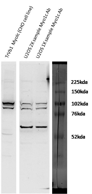 Myosin 1C Antibody - BSA Free NBP1-53071
