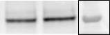 NARS2 Antibody - BSA Free NBP1-82077