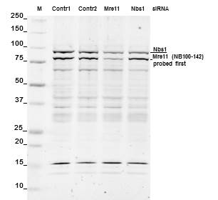 Nbs1 Antibody - BSA Free NB100-143
