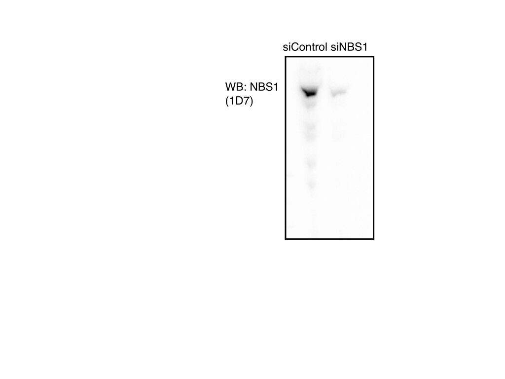 Nbs1 Antibody (1D7) - Azide and BSA Free NB100-221
