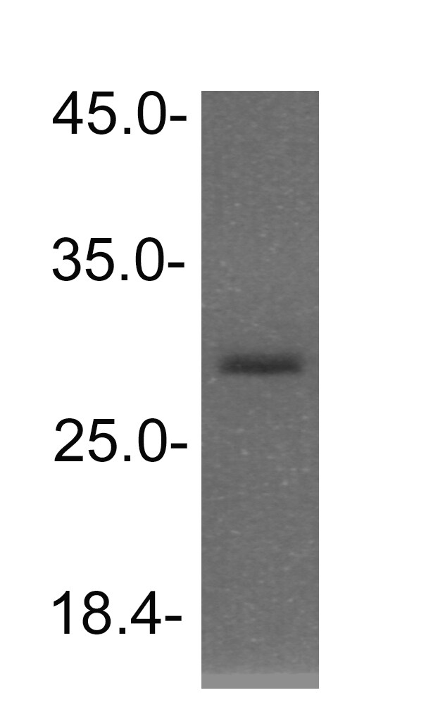 NKX3-2 Antibody - BSA Free NBP1-80213