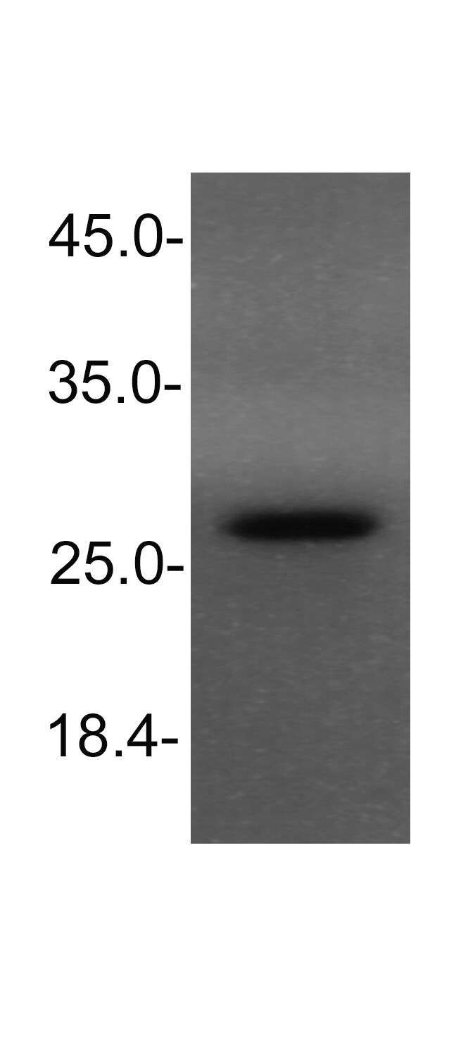 NKX3.1 Antibody (0361) - BSA Free NB100-1828