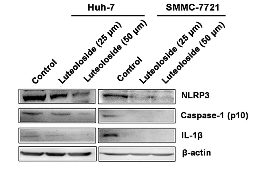 NLRP3/NALP3 Antibody - BSA Free NBP2-12446
