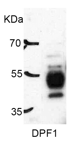 Neuro D4 Antibody - BSA Free NBP2-13932