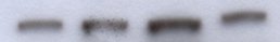 Nox4 Antibody - BSA Free NB110-58849