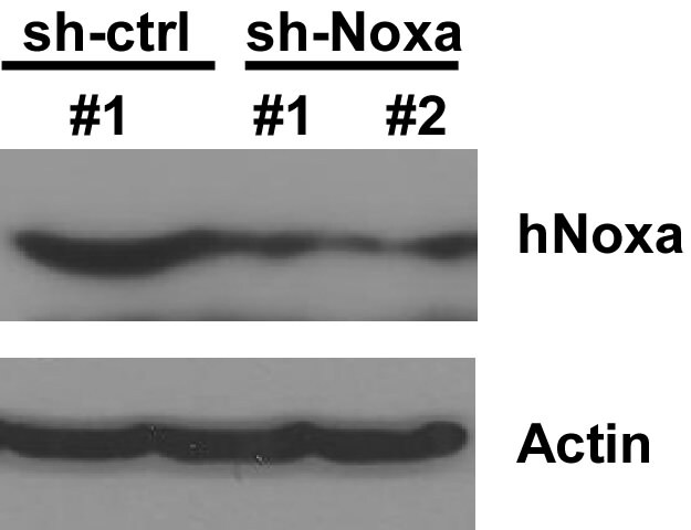 Noxa Antibody - BSA Free NB100-56368