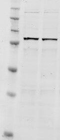 Nrf2 Antibody (2G7) - Azide and BSA Free H00004780-M02