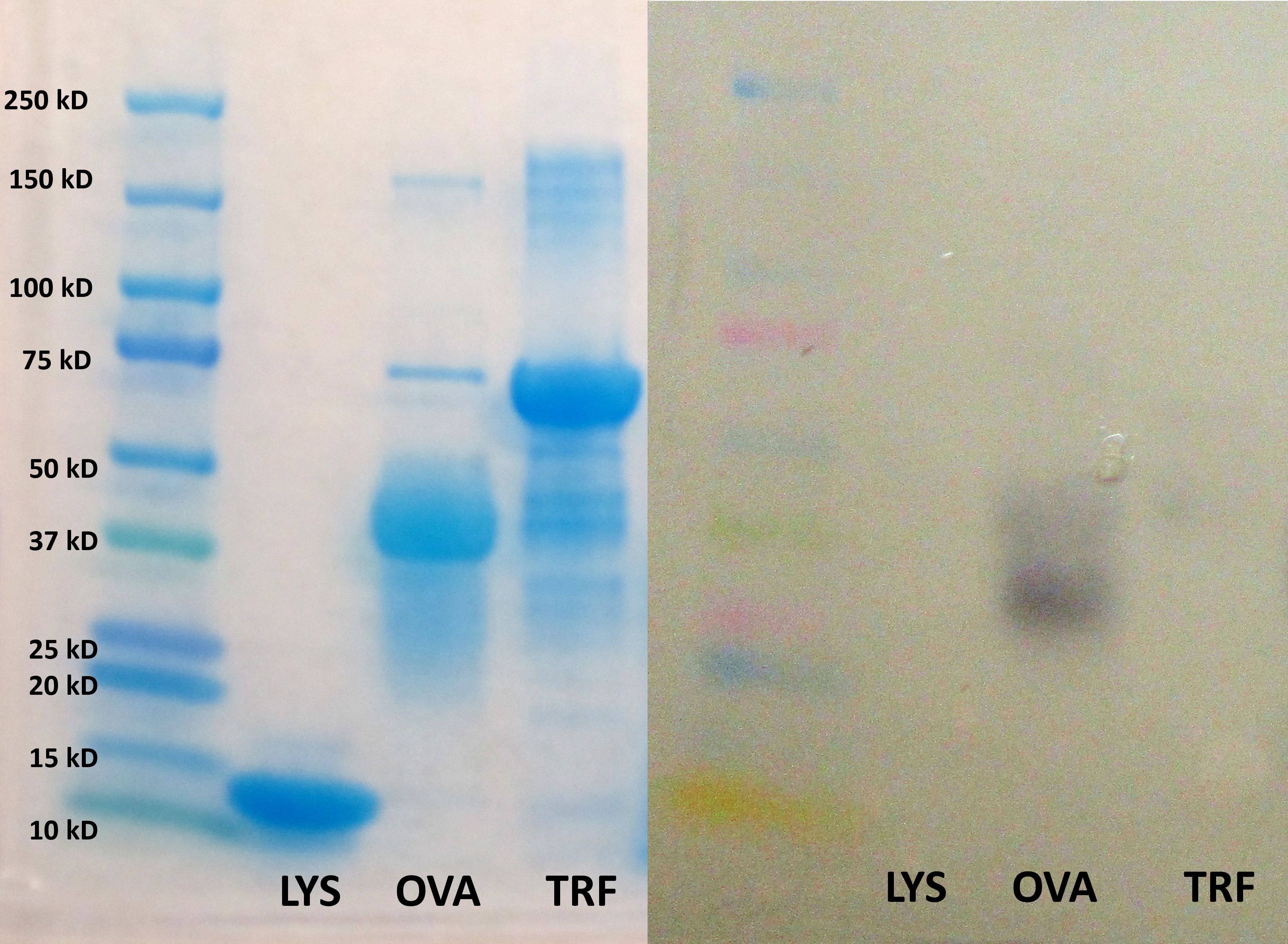 Ovalbumin Antibody [HRP] NB120-20546